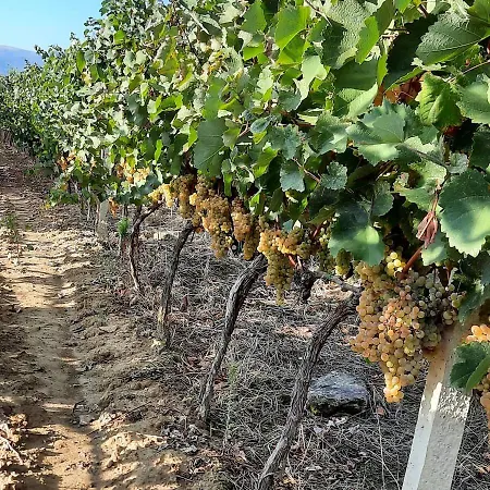 Гостевой дом Pupa Winery Serene