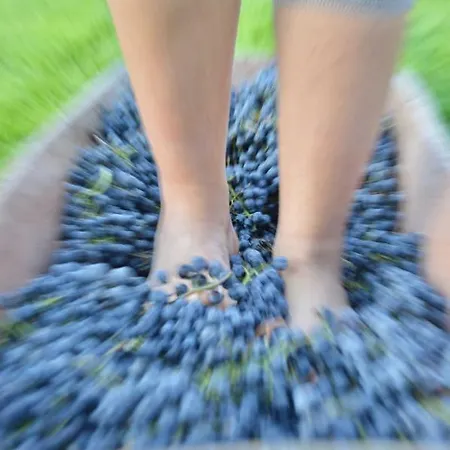 בית הארחה Pupa Winery Serene בראט