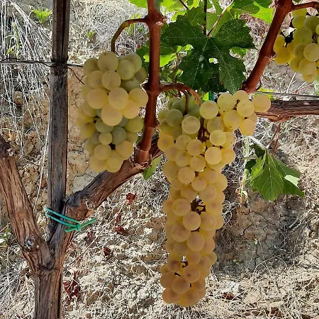 Casa de hóspedes Pupa Winery Serene