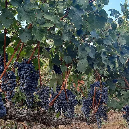 Гостевой дом Pupa Winery Serene Берат