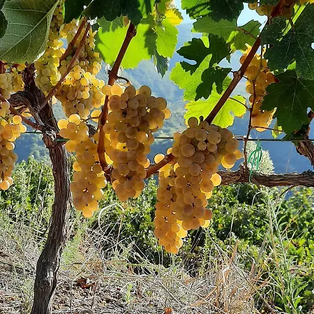 Pupa Winery Serene Berat