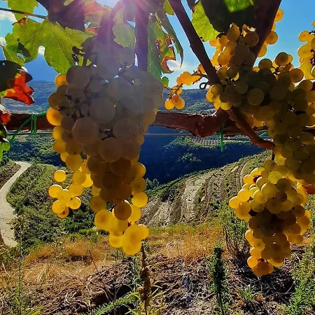 בית הארחה Pupa Winery Serene בראט