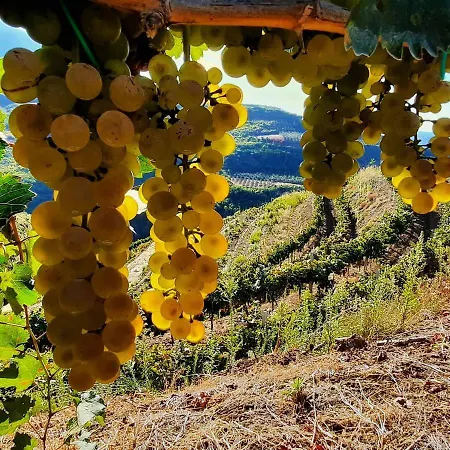Pupa Winery Serene Gasthof *