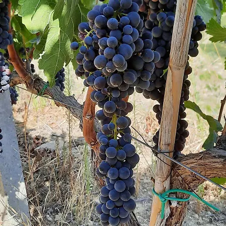 Pupa Winery Serene