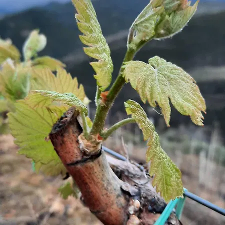 Pupa Winery Serene Гостевой дом