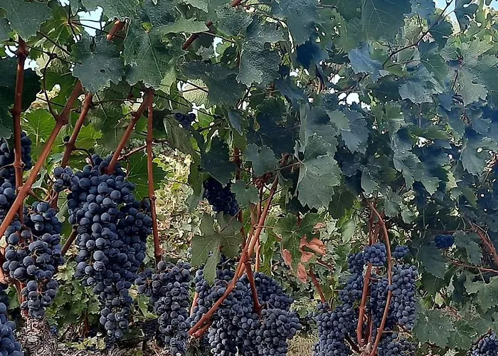 Pensión Pupa Winery Serene Berat