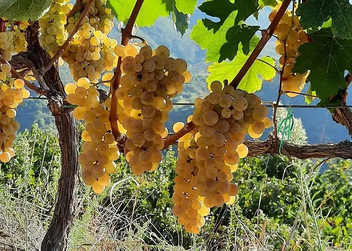 Pupa Winery Serene Berat