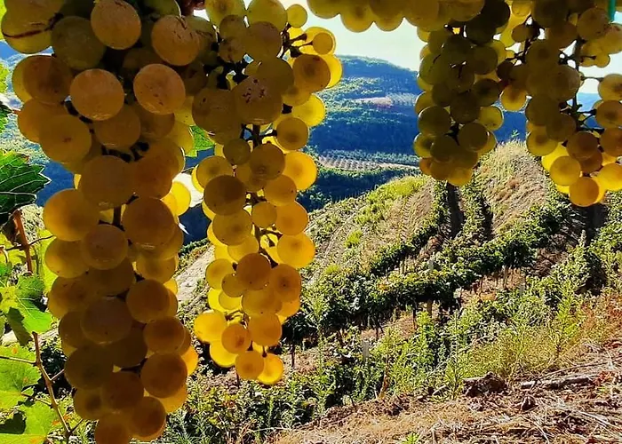 Pupa Winery Serene Guest house 3*