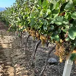 게스트하우스 Pupa Winery Serene