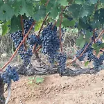 게스트하우스 Pupa Winery Serene 베라트