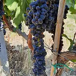 Pupa Winery Serene