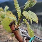 Pupa Winery Serene 게스트하우스