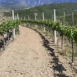 Pupa Winery Serene