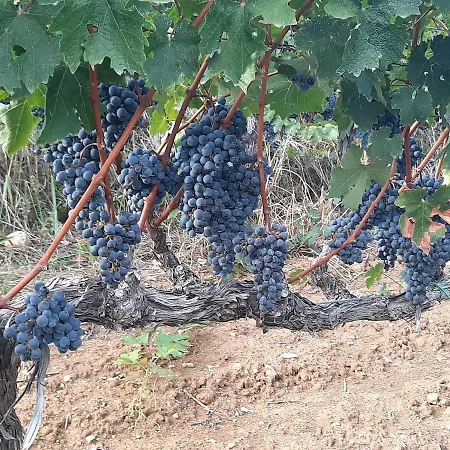 Guest house Pupa Winery Serene Berat