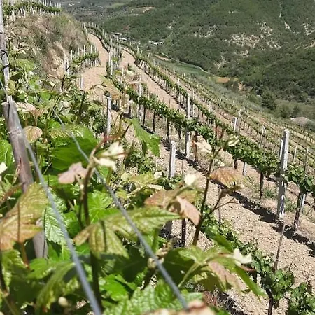 Pupa Winery Serene