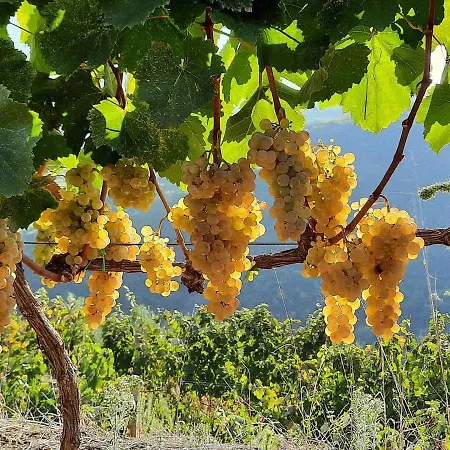 Pupa Winery Serene