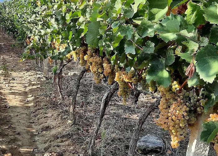 Affittacamere Pupa Winery Serene