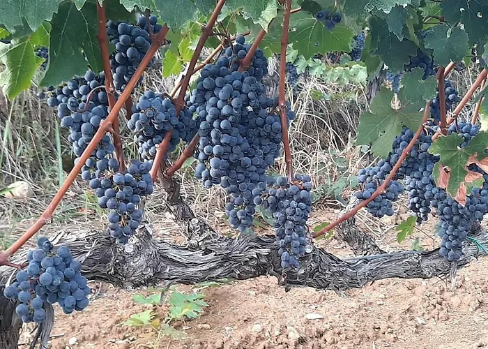Affittacamere Pupa Winery Serene Berat
