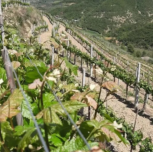 Pupa Winery Serene