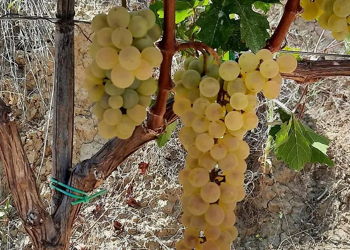 Affittacamere Pupa Winery Serene