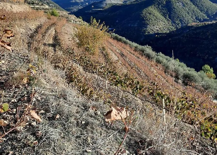 Pupa Winery Serene Affittacamere Berat