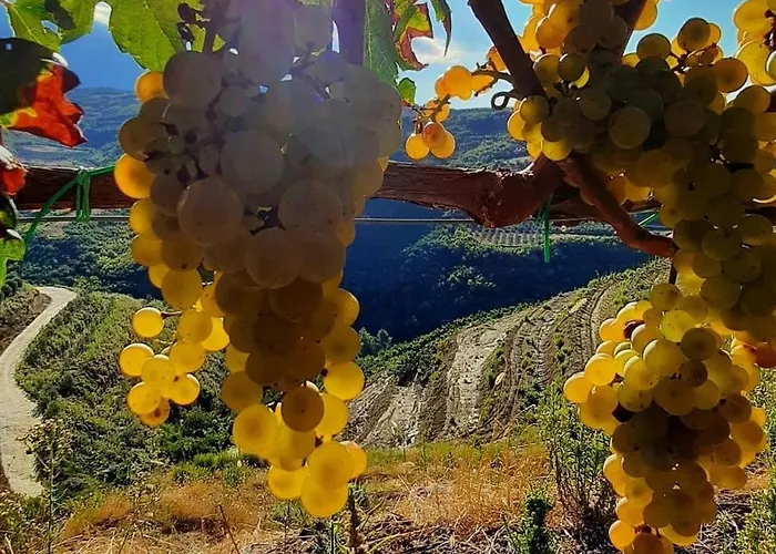 Affittacamere Pupa Winery Serene Berat