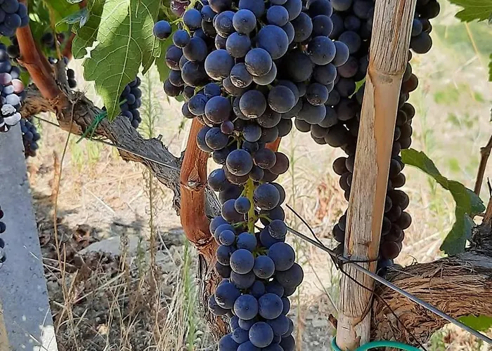 Pupa Winery Serene