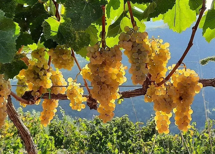 Pupa Winery Serene