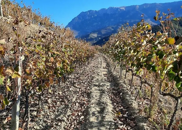 Pupa Winery Serene Berat