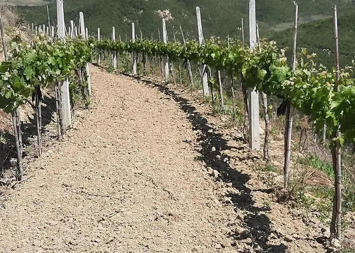 Pupa Winery Serene